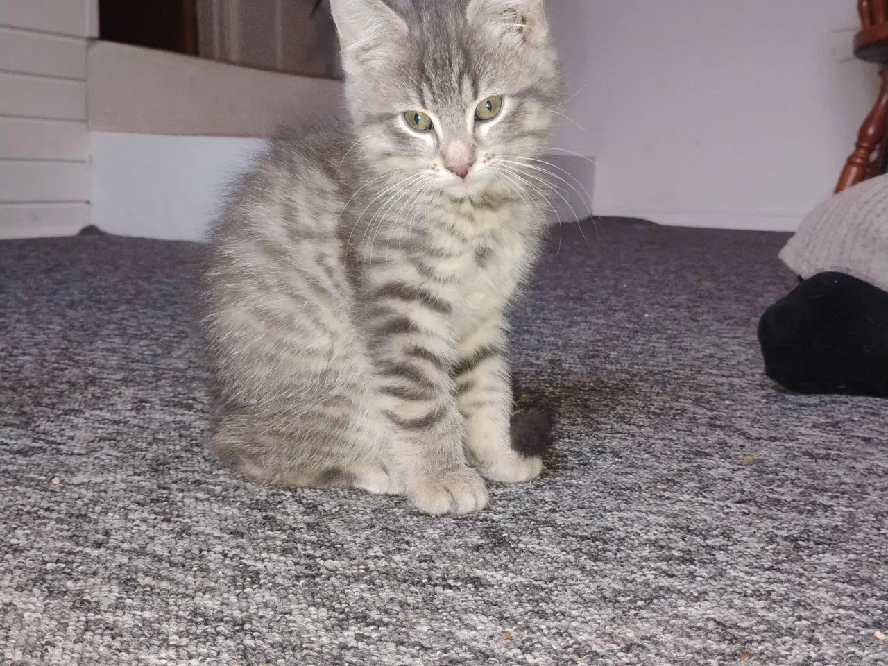 Billede 3 - Killinger søger gode hjem (reserveret) 