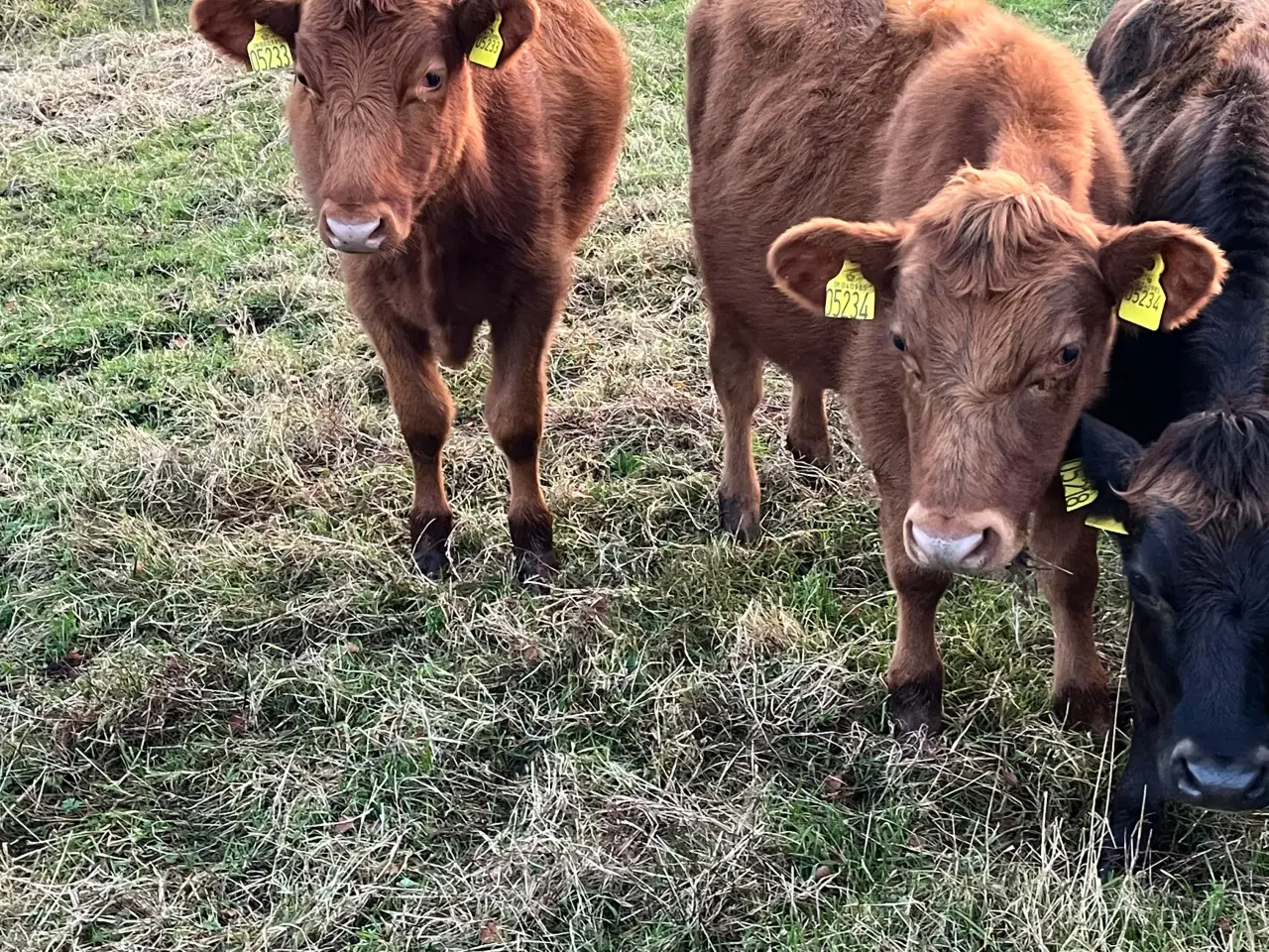 Billede 2 - Aberdeen angus/ Jersey stude