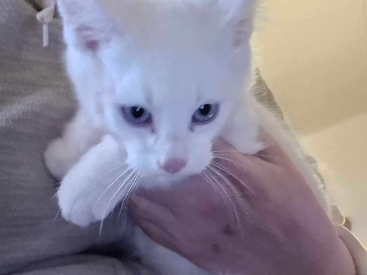 Billede 1 - Main coon x siameser/ragdol 