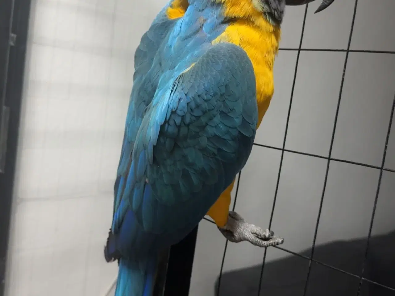 Billede 3 - Blue-and-yellow macaw