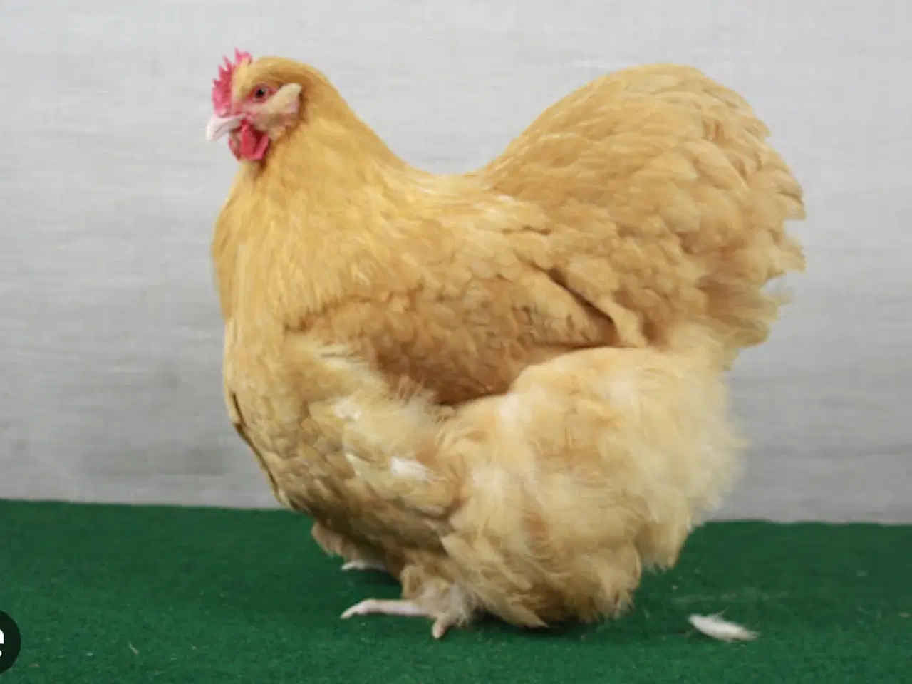 Billede 1 - Søger Gul Orpington eller Kochin stor race
