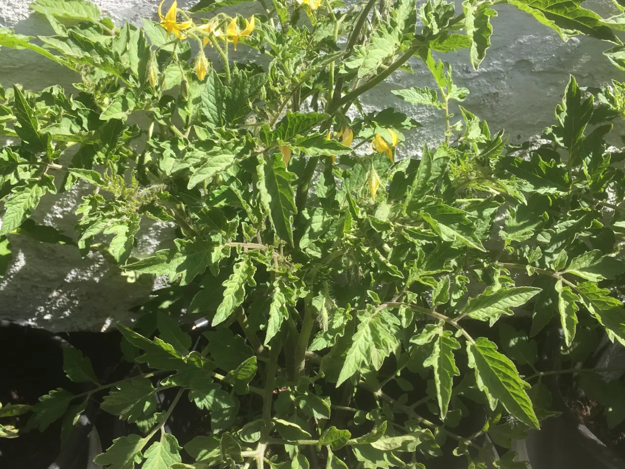 Billede 1 - Tomatplante - busk
