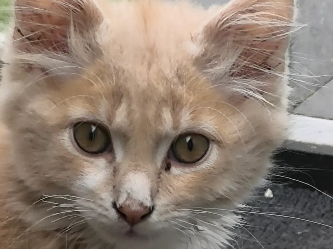 Billede 4 - Main coon/skovkat killinger 