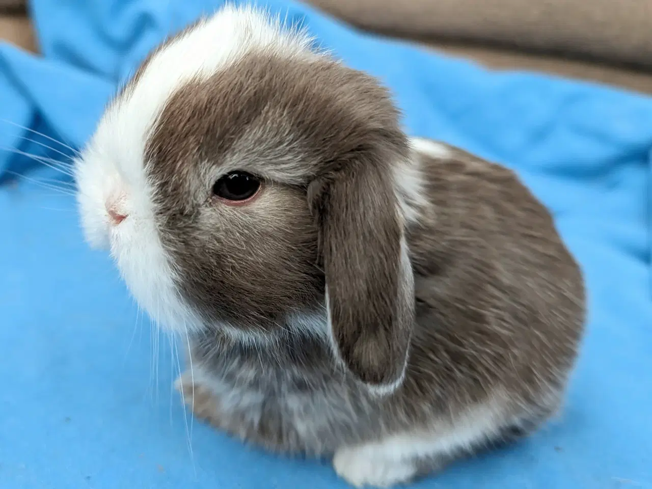 Billede 3 - Minilop kaninunge sælges