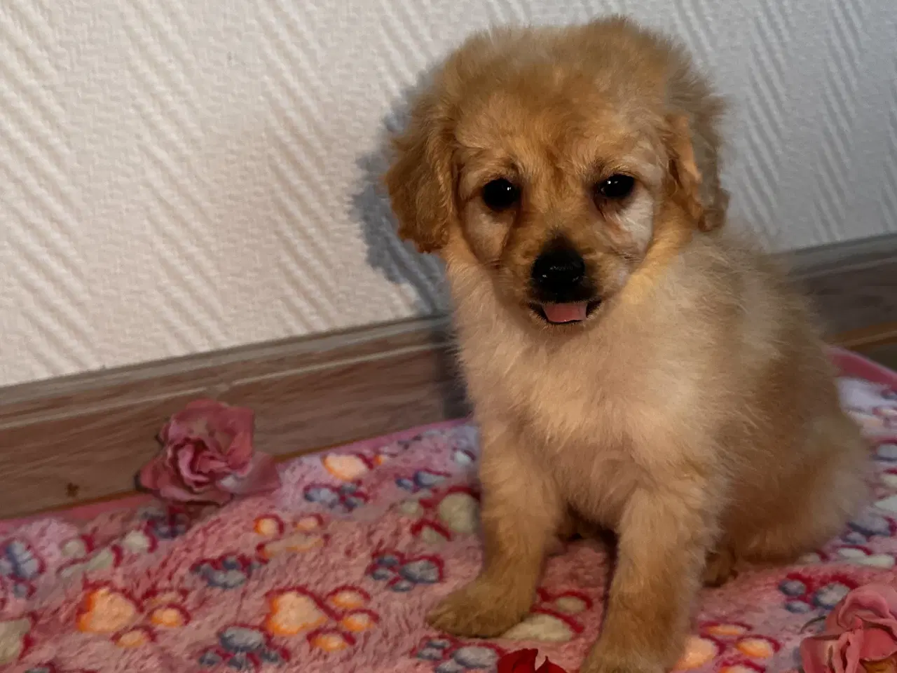 Billede 3 - Cavapoo F2B 