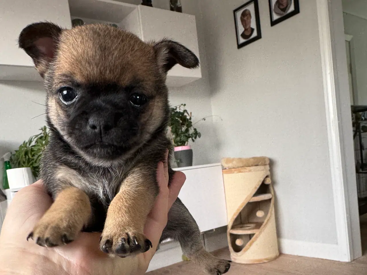 Billede 3 - Chihuahua/papillon hvalpe