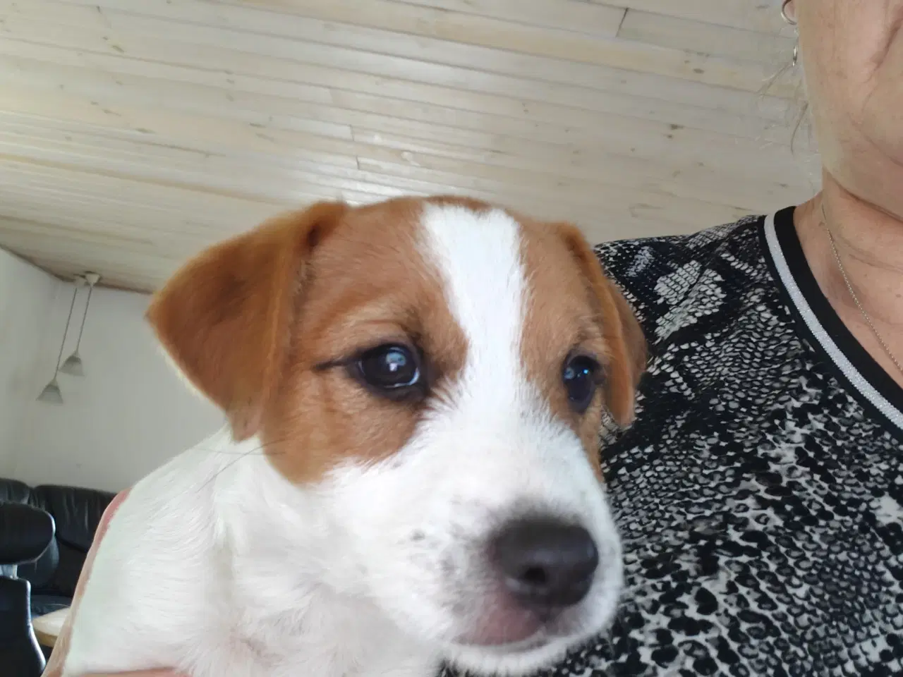 Billede 8 - Lækker Jack Russell Terrier hvalpe