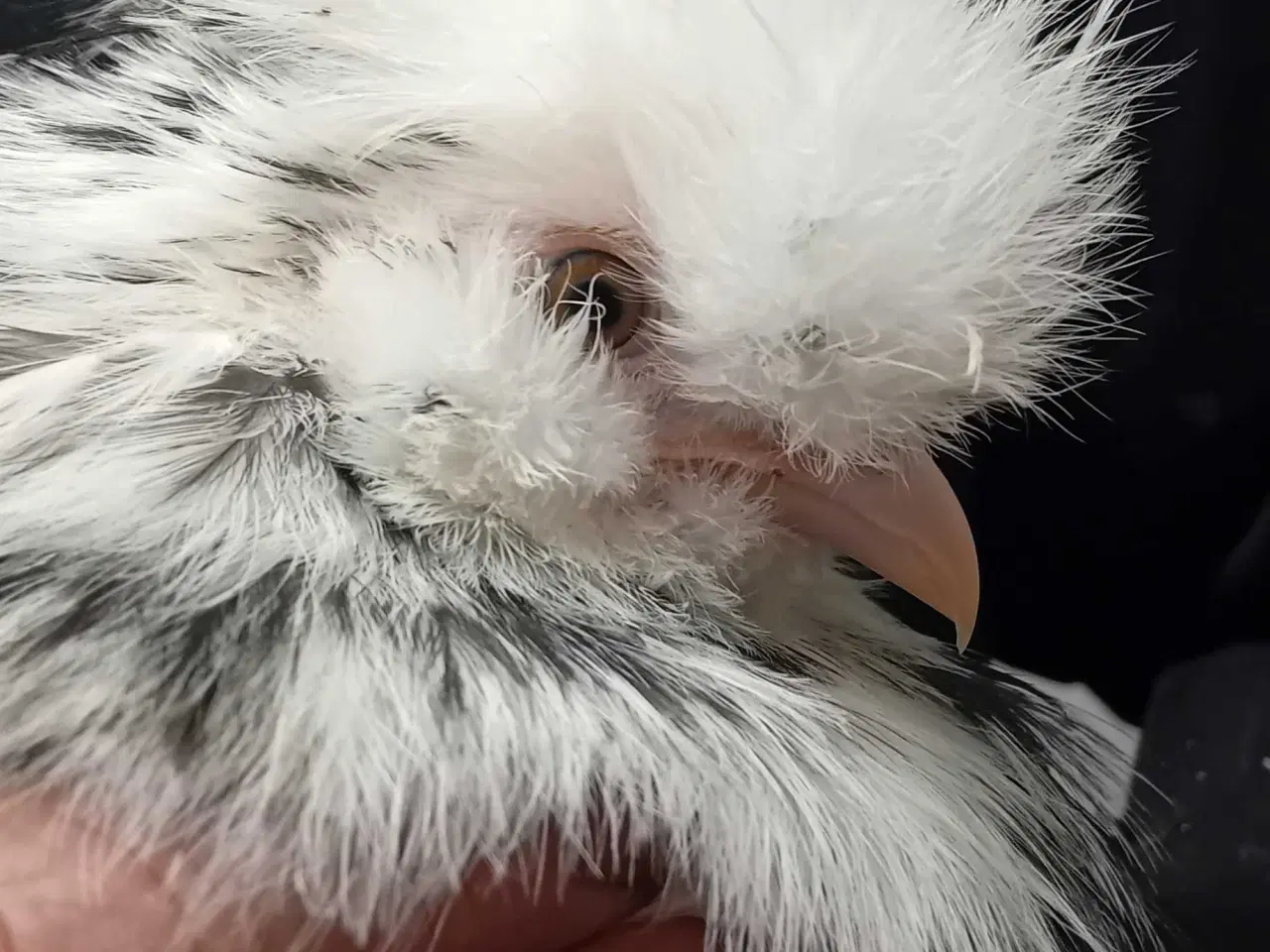 Billede 4 - Bløde bamselignende hønekyllinger