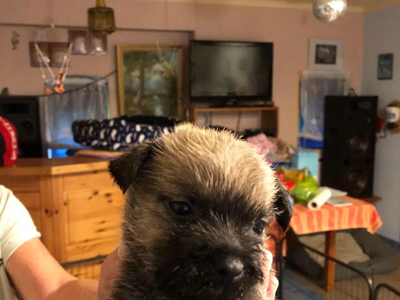 Billede 4 - Cairn Terrier hvalpe