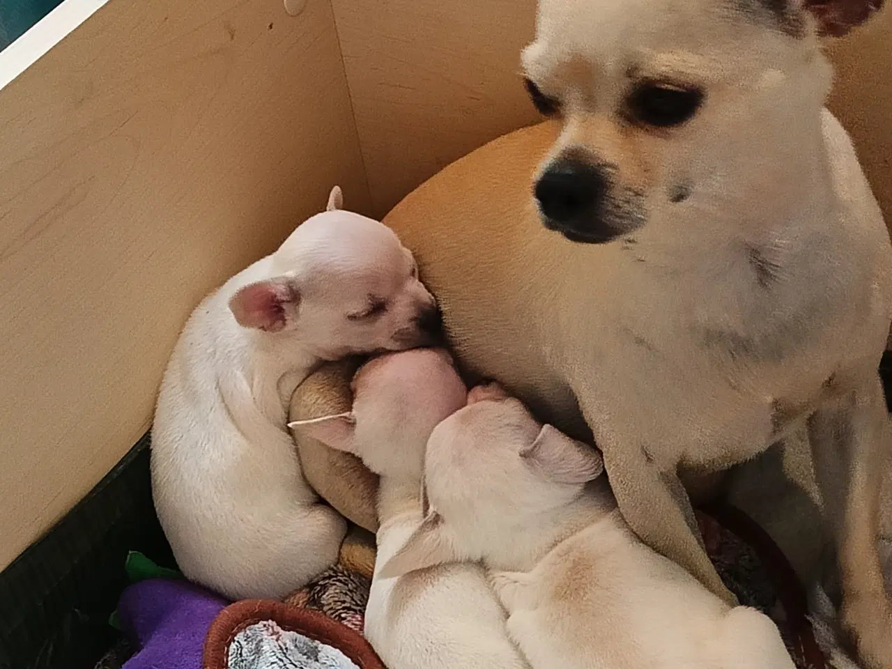 Billede 3 - Chihuahua hvalpe 