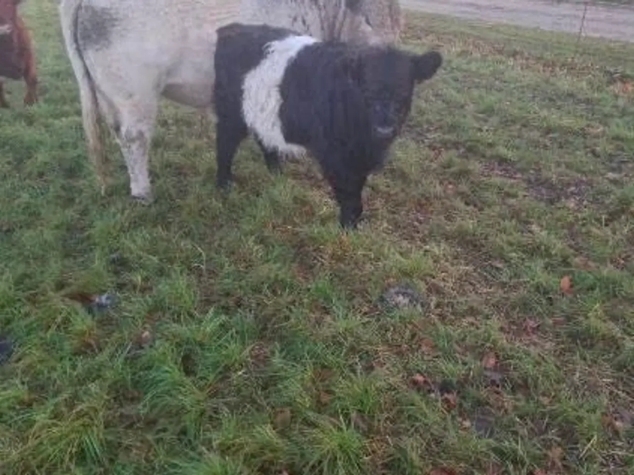 Billede 1 - Galloway Kviekalv