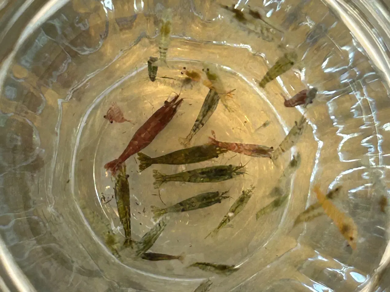 Billede 2 -  🦐 Neocaridina rejer – blandede 5stk | GLS