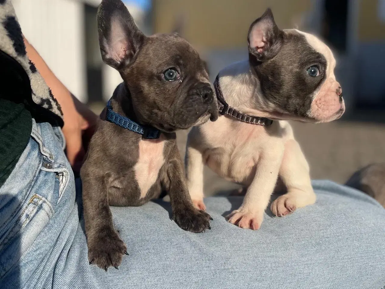 Billede 7 - Fransk Bulldogge Hvalpe