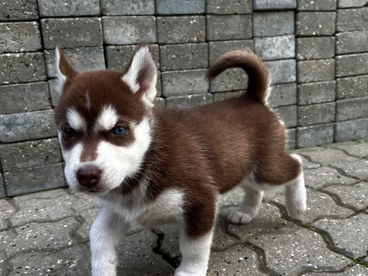 Billede 6 - Søde husky hvalpe søger ny familie
