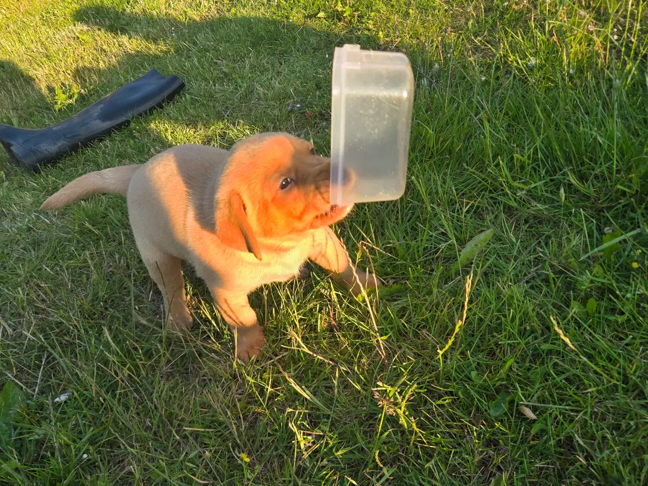 Billede 2 - Labrador retriver foxred