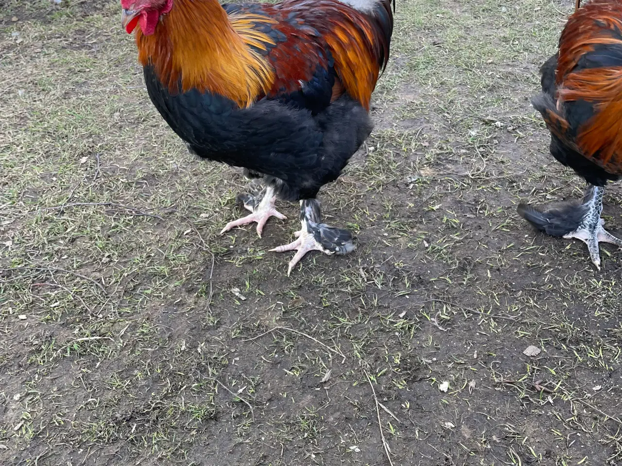 Billede 1 - Racerene Sorte Kobber Maraner og 3 blandingshaner