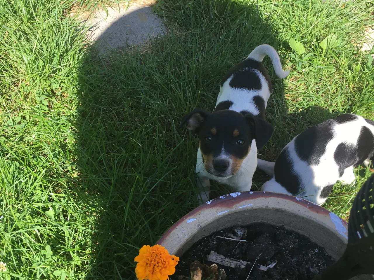 Billede 11 - Dansk svensk gårdhund hvalpe