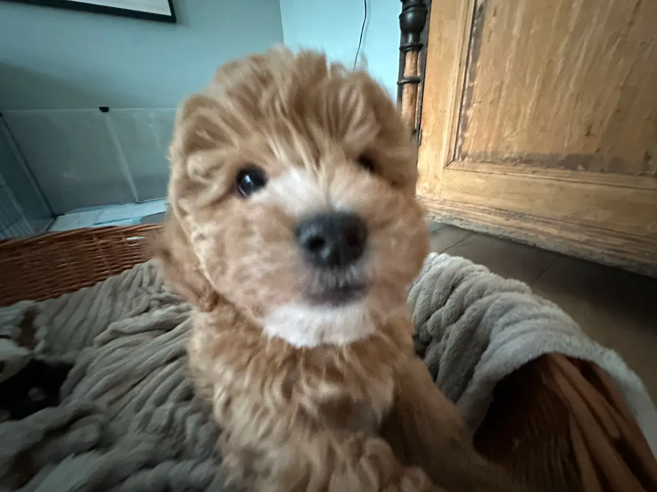 Billede 3 - Bichon Frise / Pood (Bomuldshund) hvalpe - 8uger