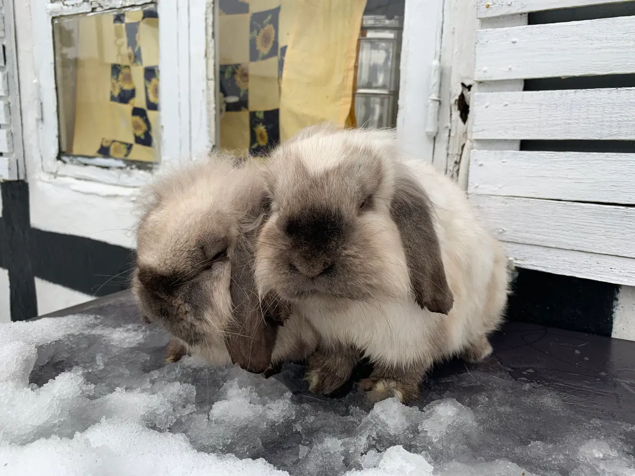 Billede 2 - Lionlop 2 piger 🩷 stk pris 