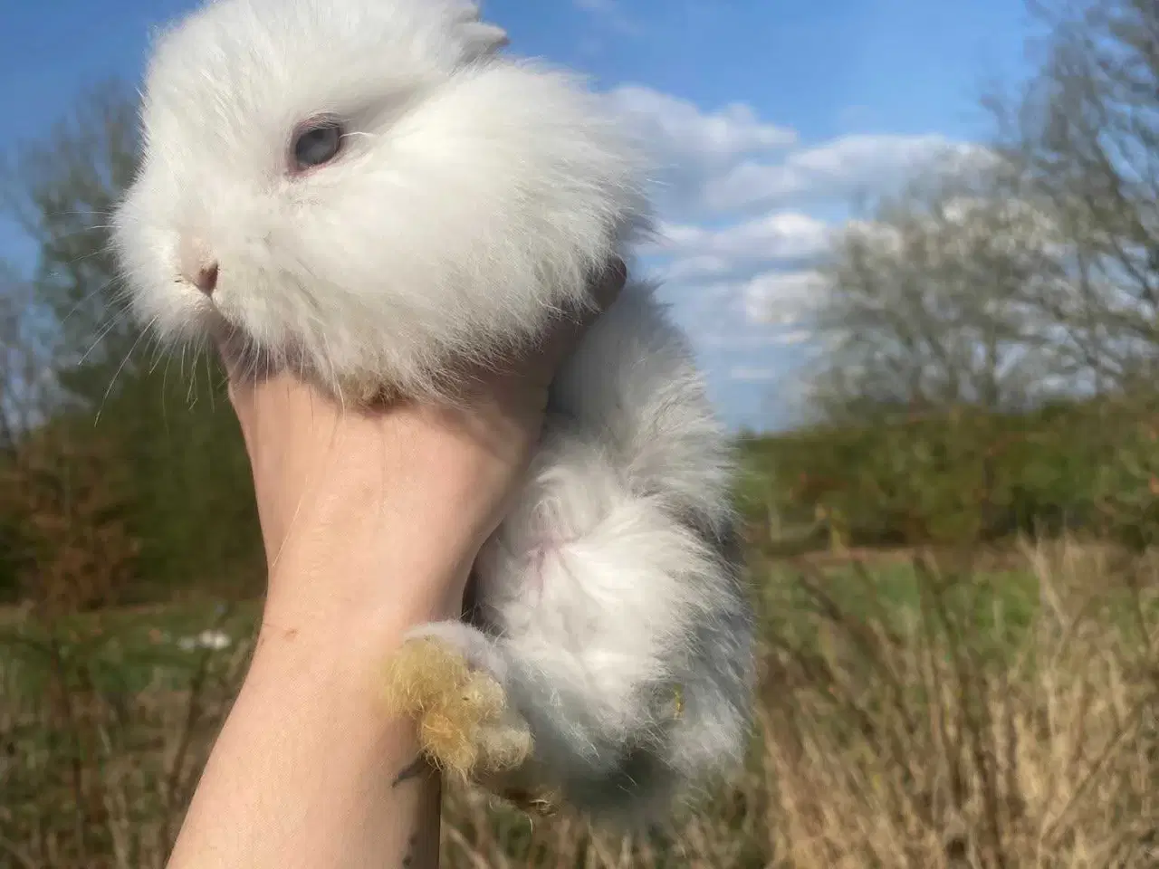 Billede 8 - Indendørs Frikanin 🐰