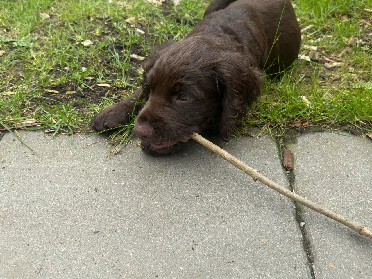 Billede 1 - Cocker spaniel FT