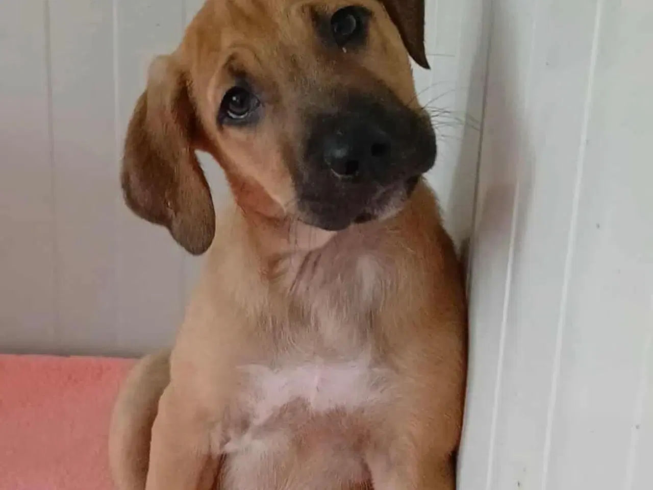 Billede 8 - Sødeste Odin søger familie 