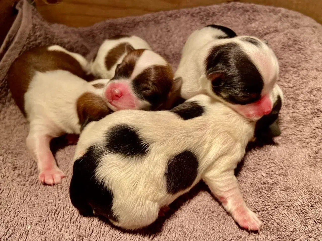 Billede 6 - Biewer Yorkshire terrier / Bolognese