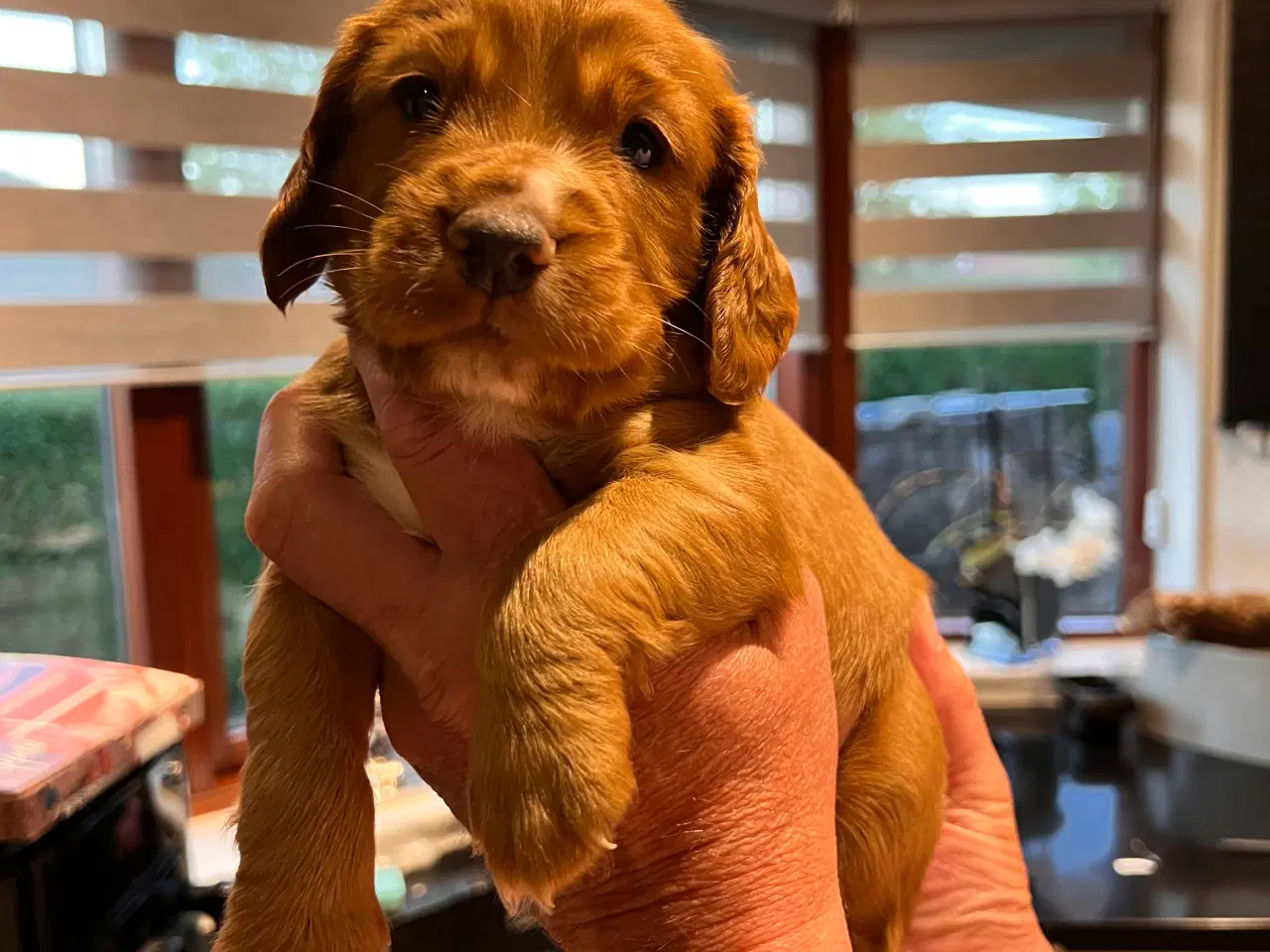 Billede 6 - FT cocker spaniel hvalpe