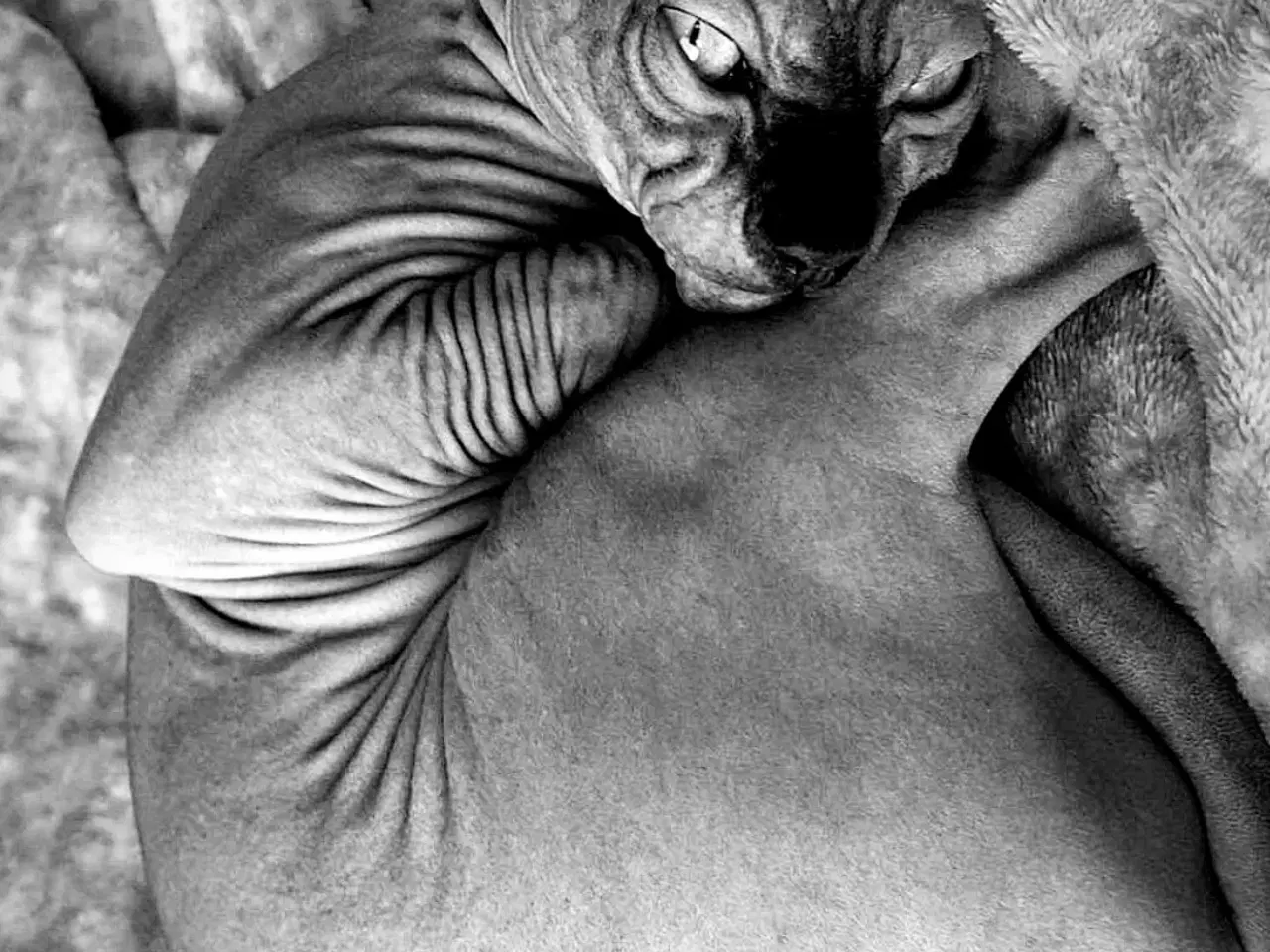 Billede 13 - Sphynx kat søger nyt hjem