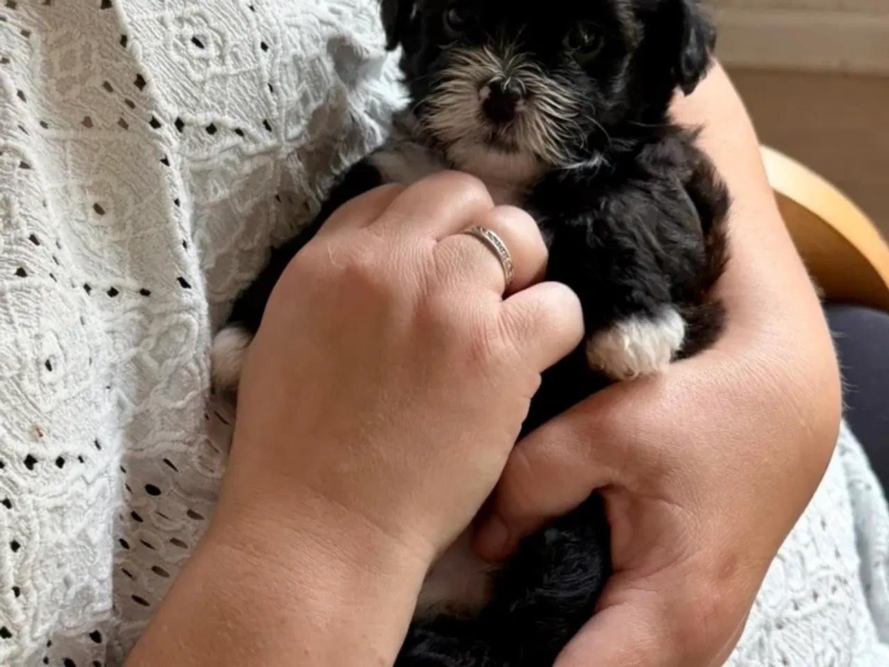 Billede 6 - Ægte bichon  havanais.