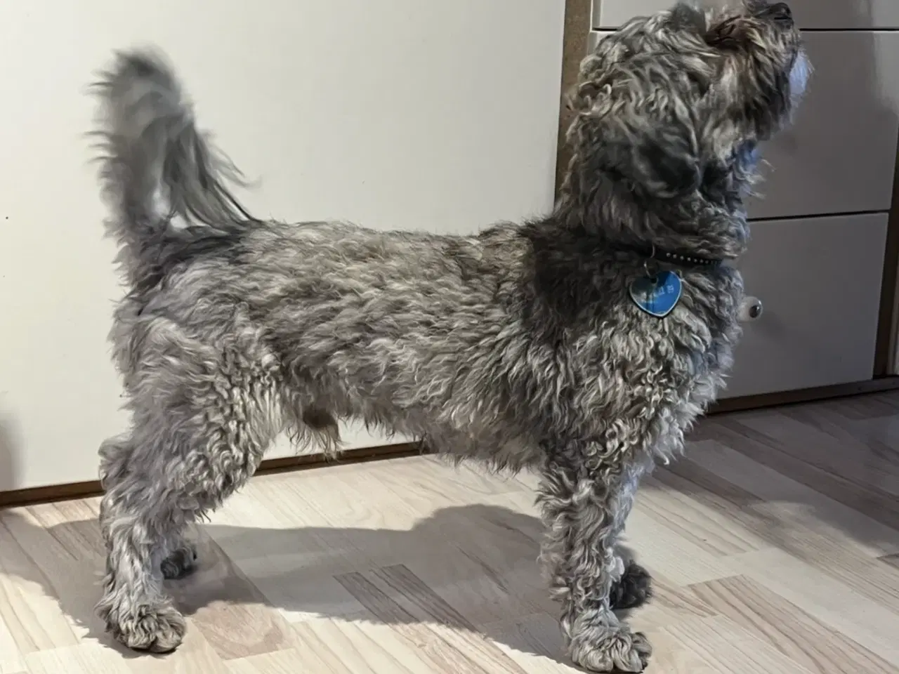 Billede 10 - Kun 2 tæver tilbage nu! Små blandinger