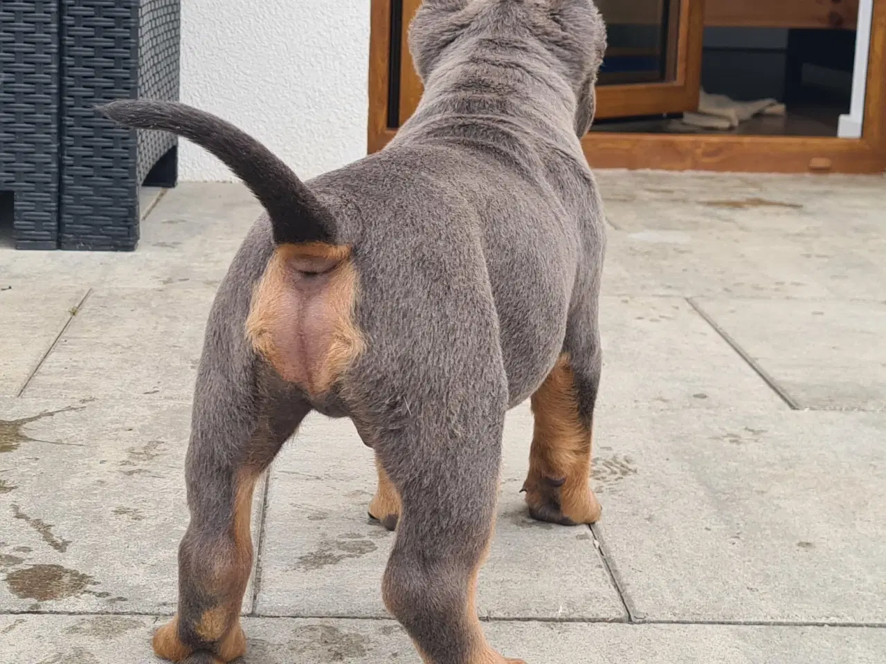 Billede 5 - American bully Dreng blutri abkc 