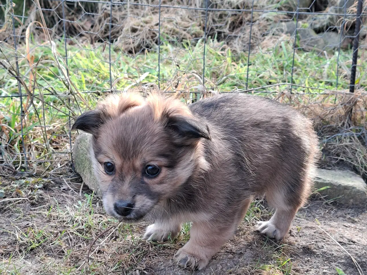 Billede 1 - 2 små prinsesser søger nye madskåle