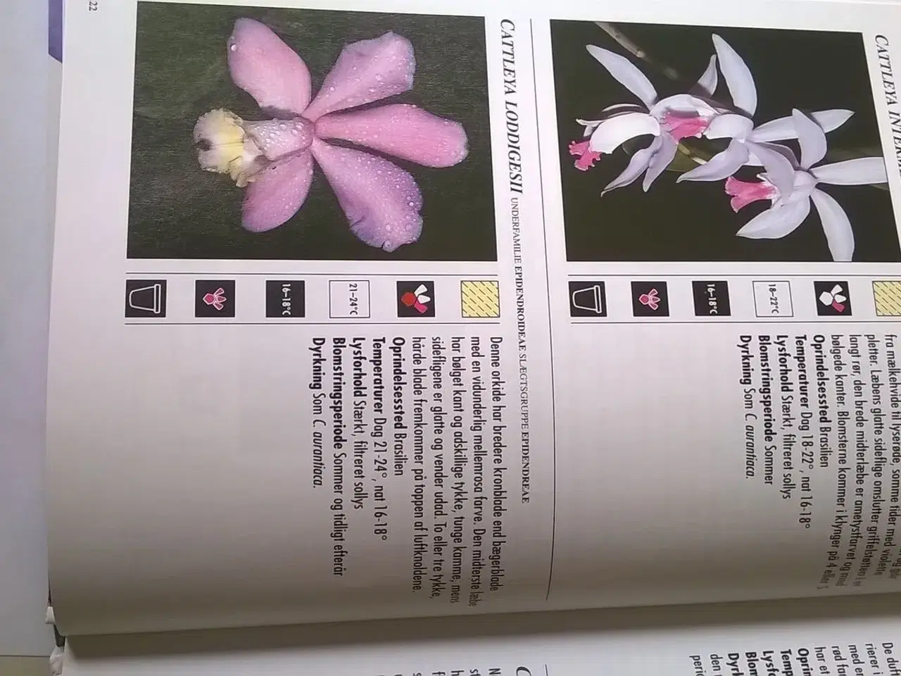 Billede 5 - Orkideer