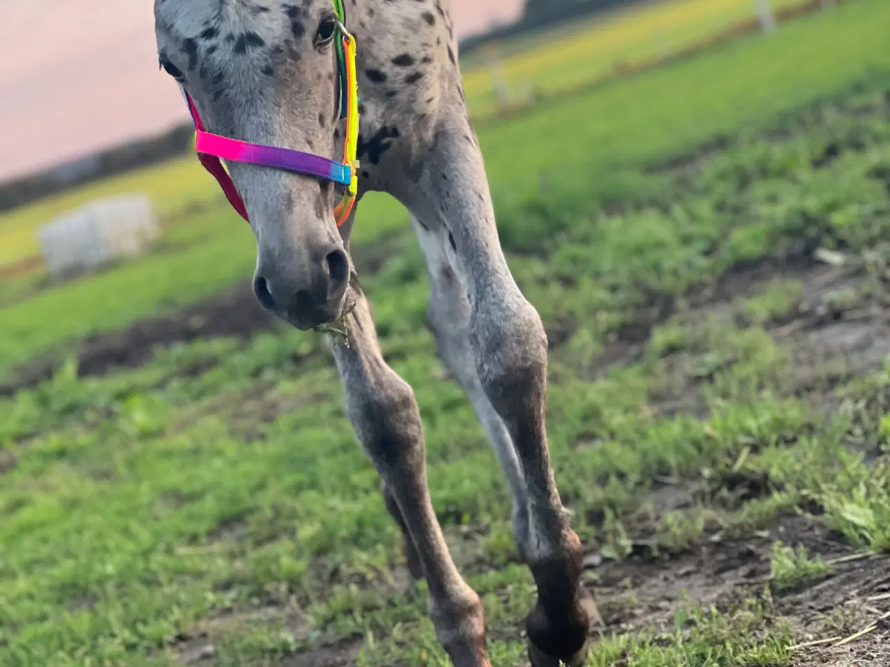 Billede 5 - Smuk Knabstrup blanding 🩵