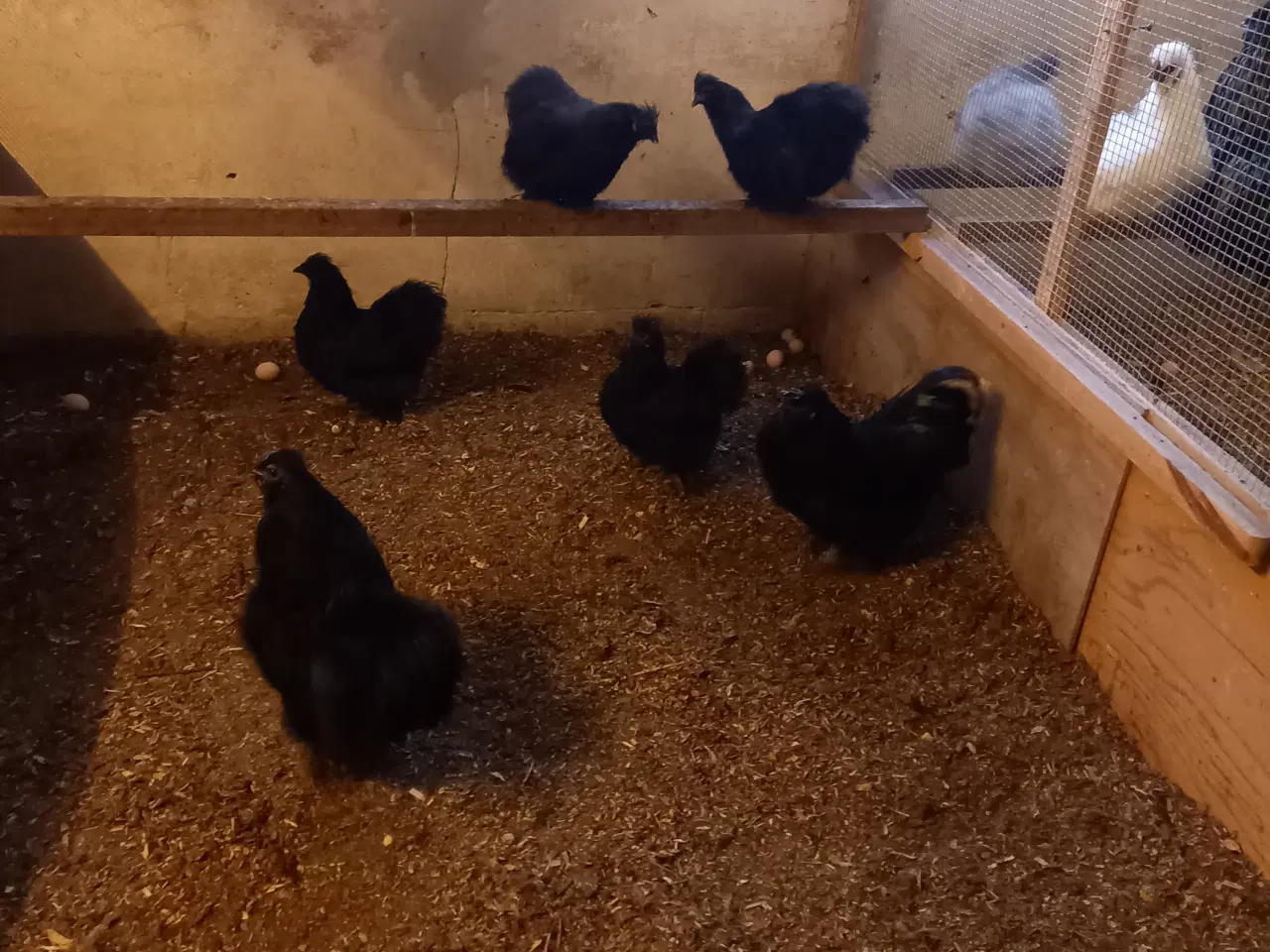 Billede 1 -  silkehøns sorte 