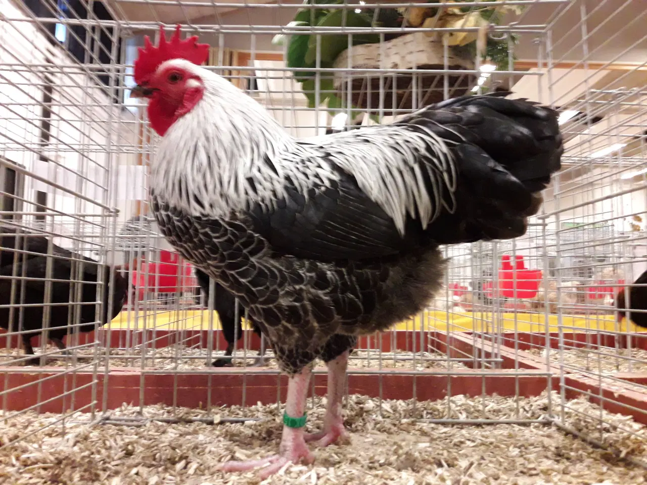 Billede 1 - Dværg Sussex, både høner og haner