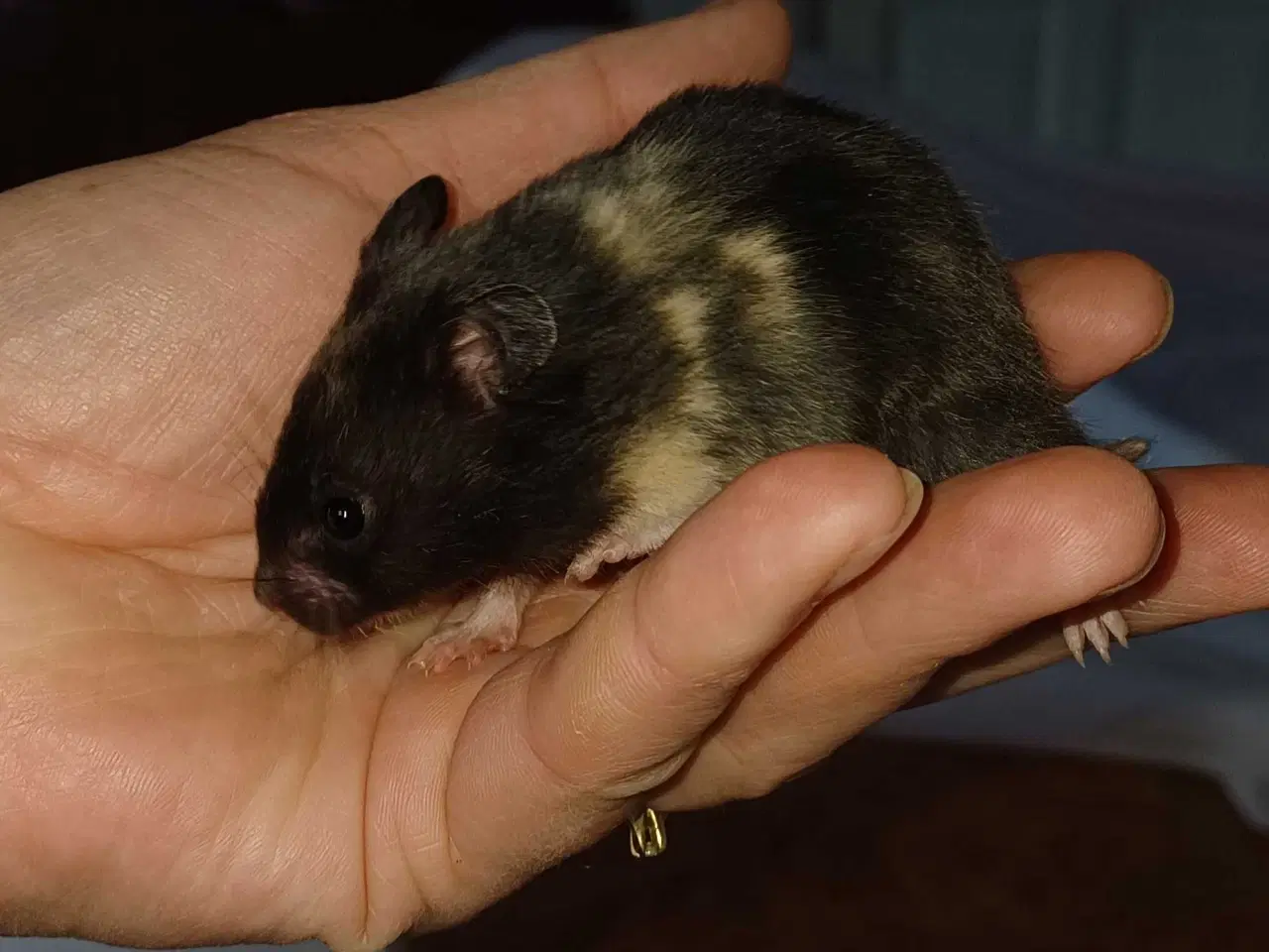 Billede 4 - Guldhamster unger 