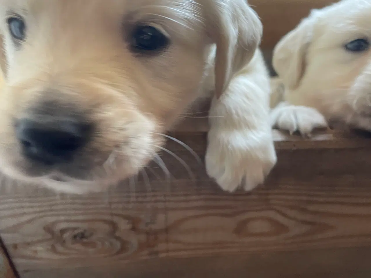 Billede 1 - Golden retriever hvalpe 
