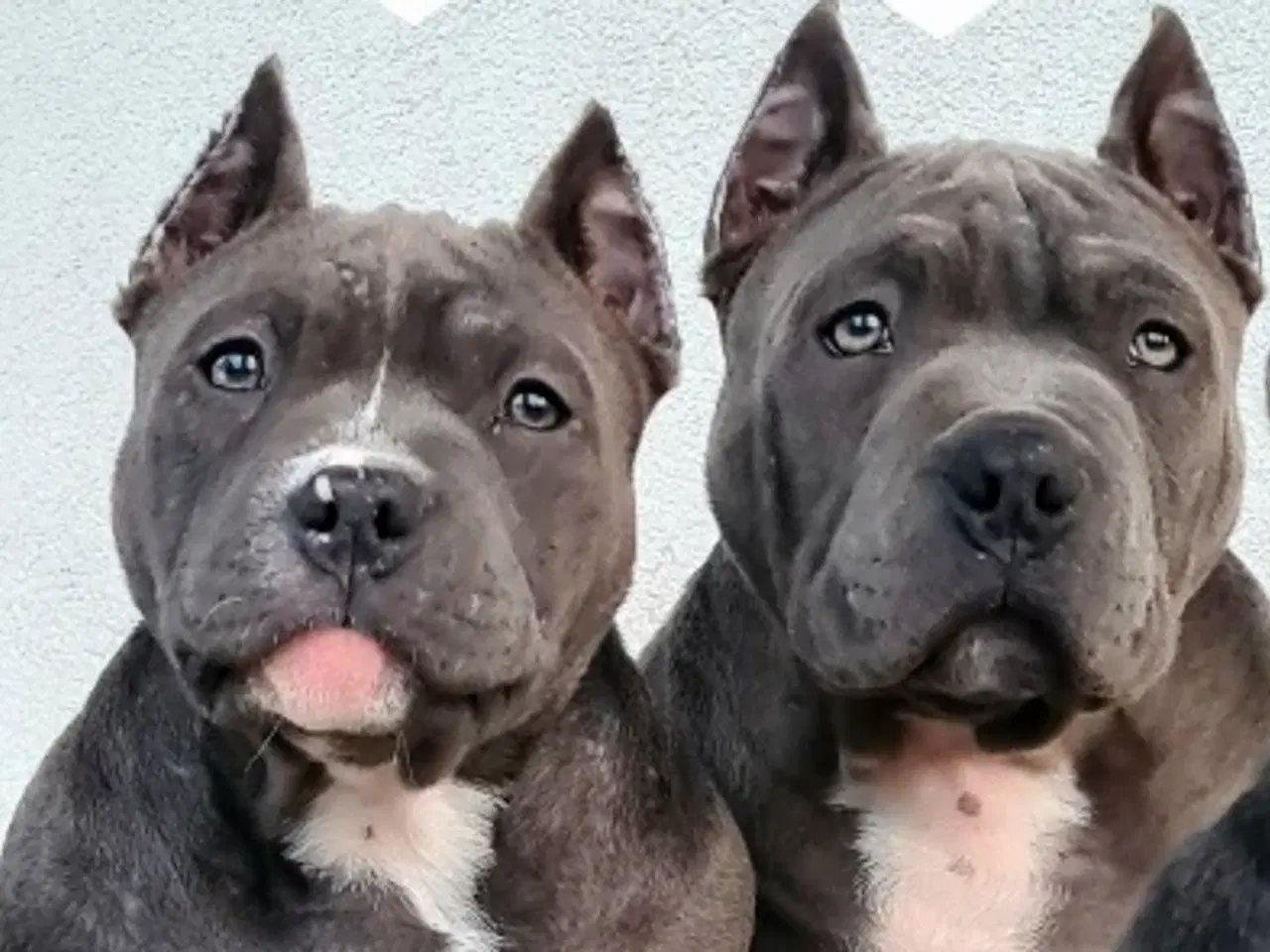 Billede 1 - American Bully Tilbage 