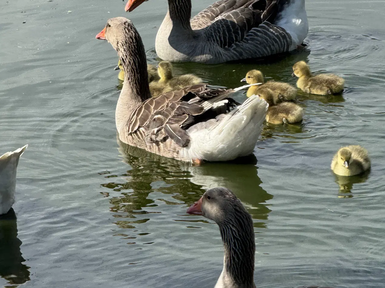 Billede 1 - KØBES - SØGER