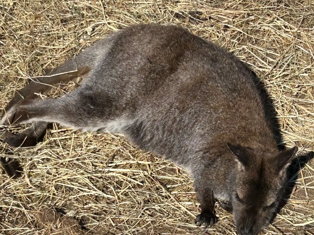 Billede 2 - Bennets kænguruer - hanner