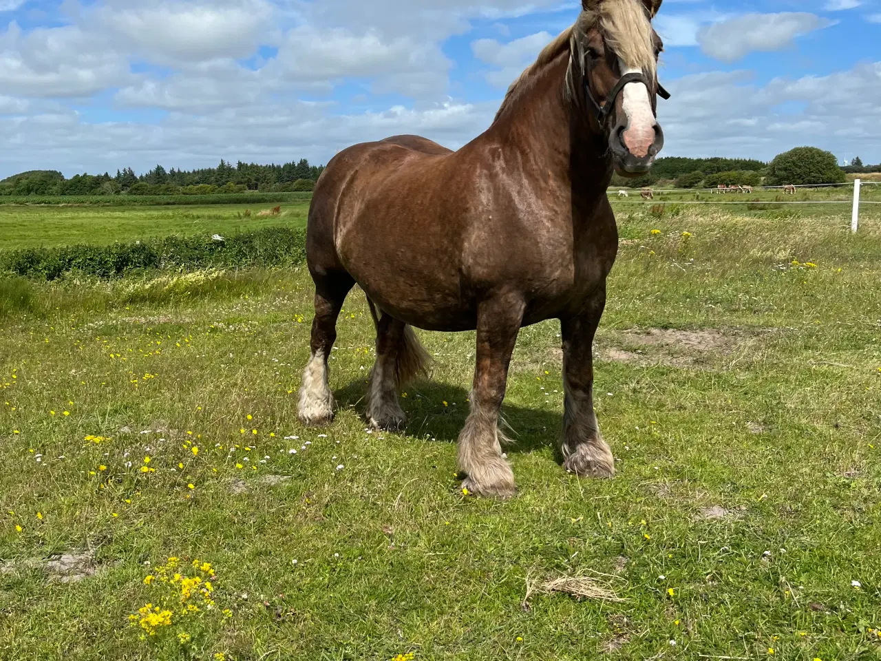 Billede 8 - Jydsk hest hoppeføl 