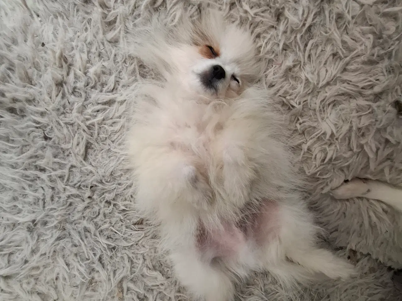 Billede 10 - Pommeranian hvalp 1 dreng til bage m stambog