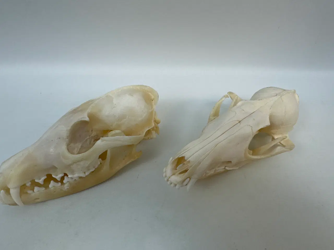 Billede 5 - 2 stk. kranier fra ræv 