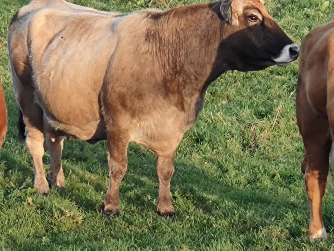 Billede 3 - Kødkvægs køer