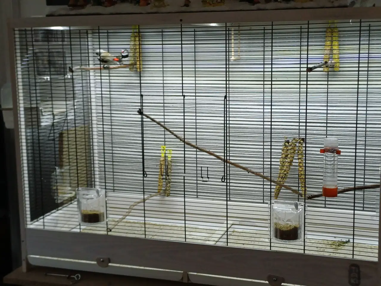 Billede 5 - Diamant finker 