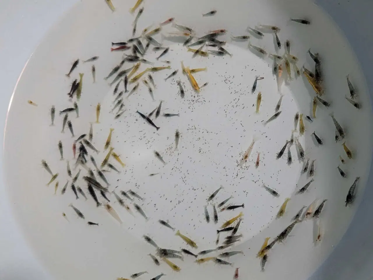 Billede 2 - Neocaridina reje-mix