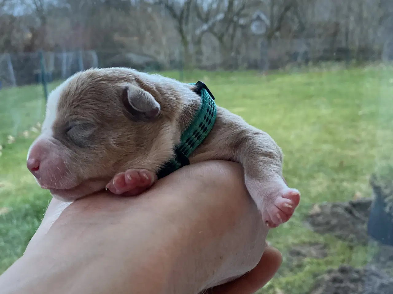 Billede 3 - American bully