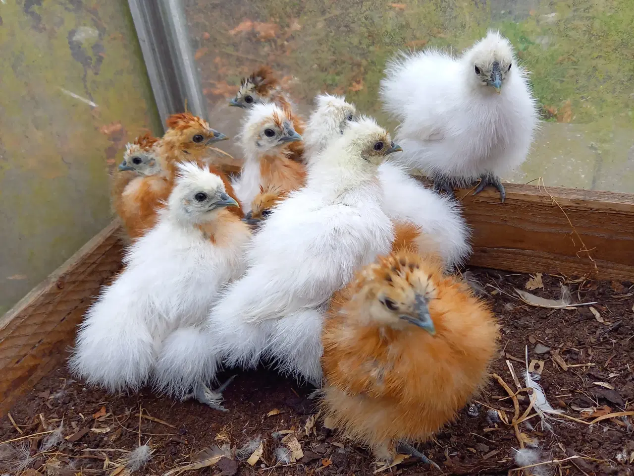 Billede 2 - 10 kyllinger fra dværg silkehøns
